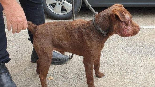 Patterdale terrier suffered the injuries after being put into a badger sett 