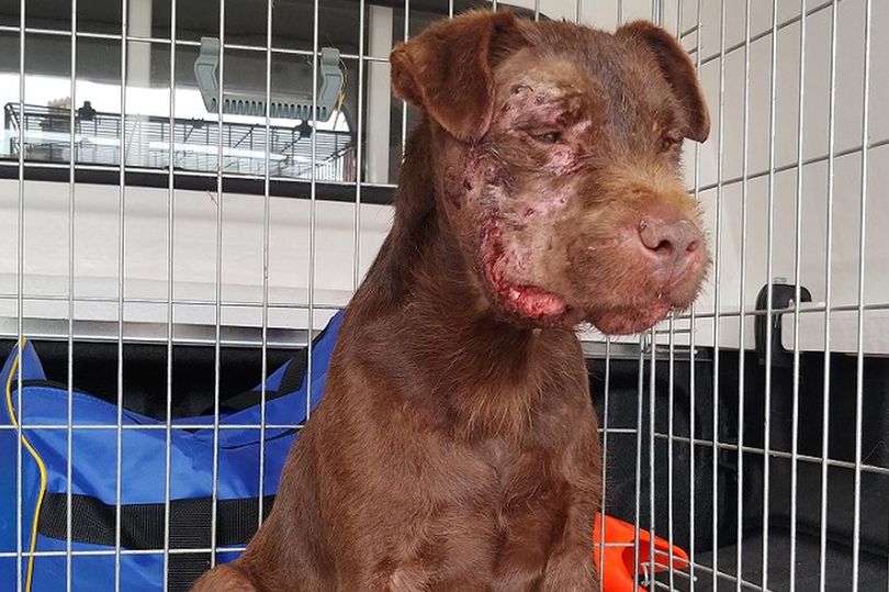Dog had suffered substantial facial injuries