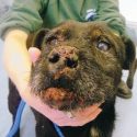 Badger-baiters guilty over dog’s maul injuries in sett