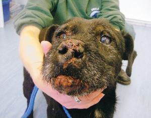 Injured terrier Blackie