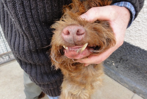 The injured muzzle of one of the dogs