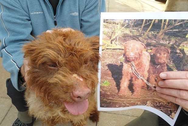 One of the dogs after it was rescued, with a photo found by the RSPCA