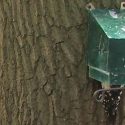 Woodpecker killed by Defra approved Kania trap