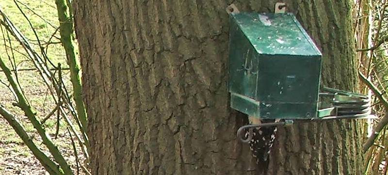 Woodpecker killed by Defra approved Kania trap