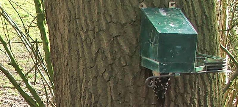 Great Spotted Woodpecker killed by a Kania 2000 trap