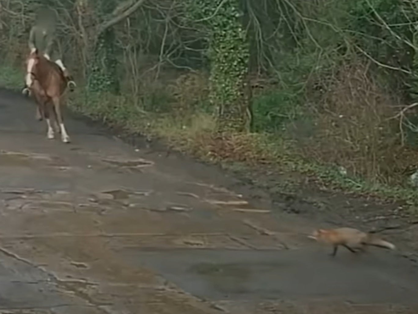 Kimblewick Hunt The fox runs in front of a rider as it’s chased