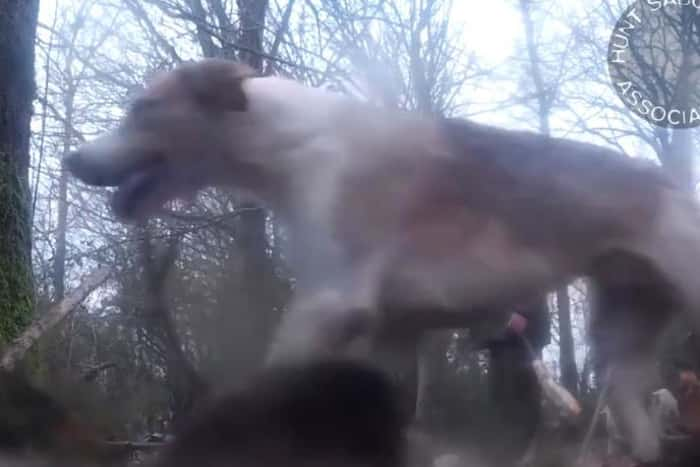 Police investigate Kimblewick Hunt after fox released in front of the hounds