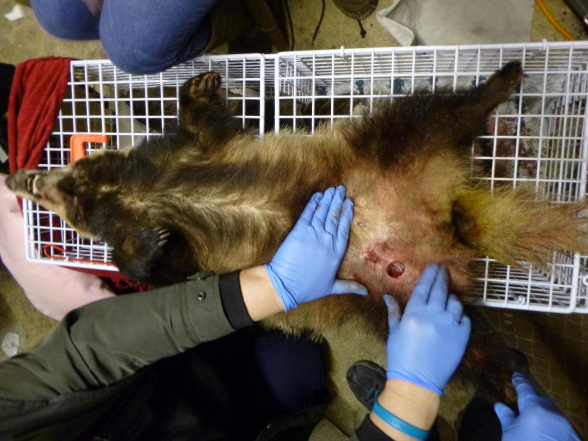 The badger that was attacked by Starkey's dog