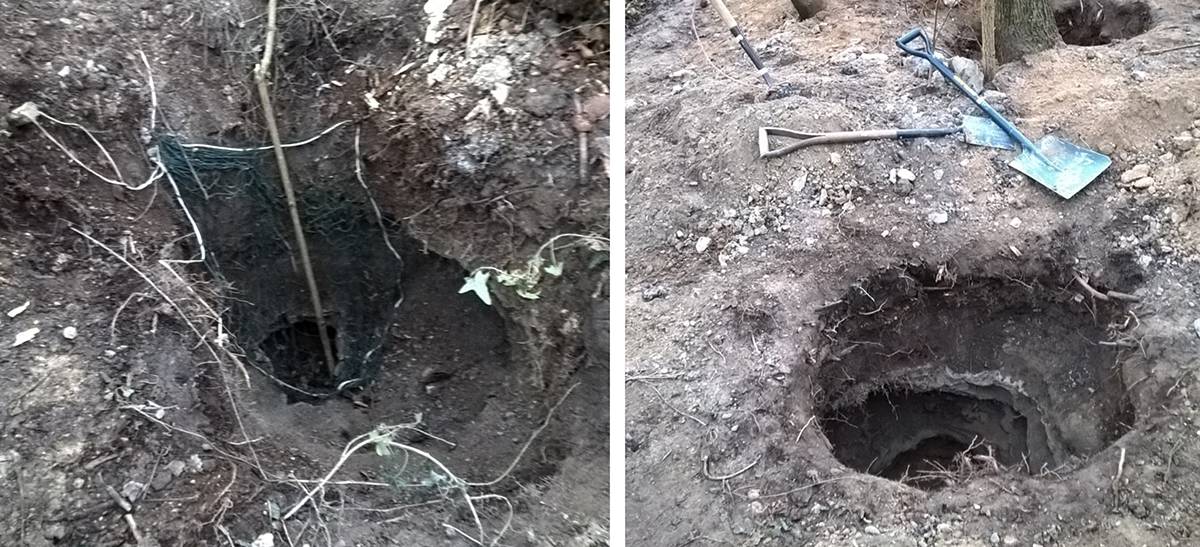 Melton Badger sett with spades at side and net over the entrance.