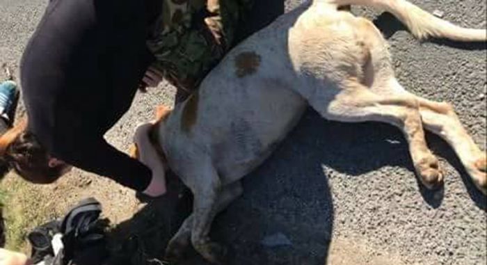 Hunt Sabs help injured hounds after the Middleton Hunt cause road chaos