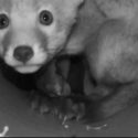Police investigate after fox cubs rescued from Middleton Hunt shed