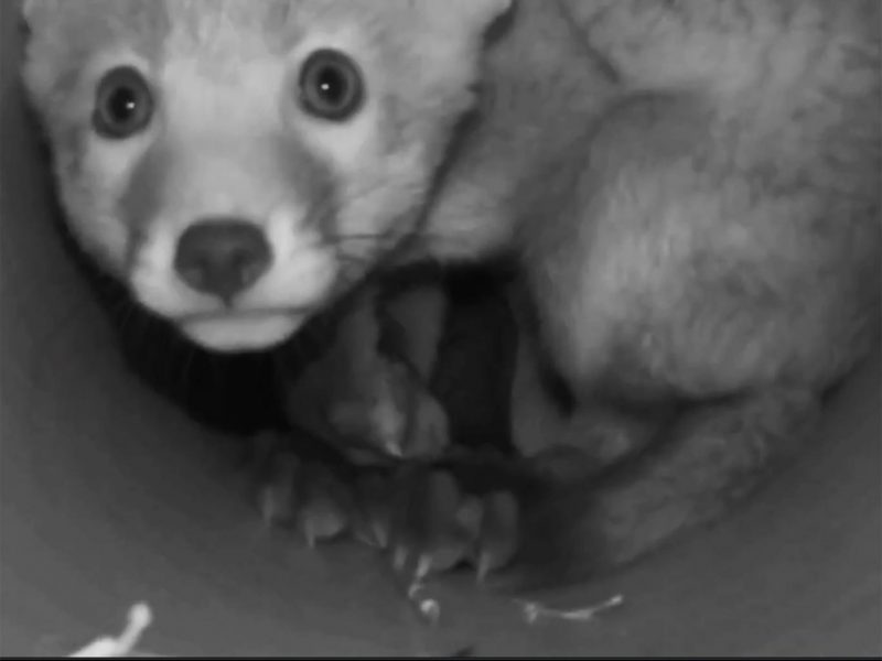 Police investigate after fox cubs rescued from Middleton Hunt shed