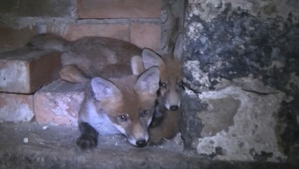 Fox cubs: They have now been rescued and a man arrested