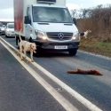 Fox is killed by hounds on busy North Yorkshire road