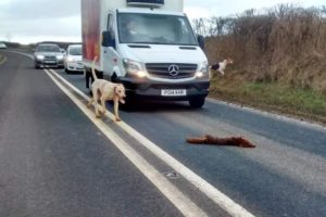 Fox is killed by hounds on busy North Yorkshire road