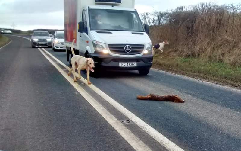 Middleton Hunt fox killed by hounds on busy road