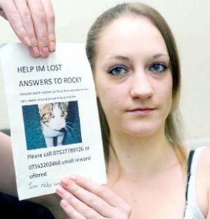 Appeal over missing cats