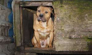 Mohammed Nasir kept dogs in cages