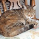 Hunt claims pet cat’s body may have been taken to ‘lessen owners’ distress
