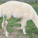 North Ledbury hunt apologises after hounds attack alpacas