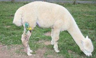 North Ledbury Hunt attack alpacas