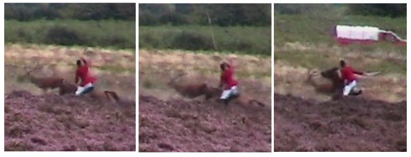 Animal Cruelty: Torment of a Stag