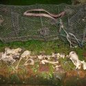 Investigation launched as otter drowned in illegal trap