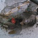 Drowned otter found in trap
