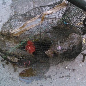 Otter dies at Kings Lock, Leicester