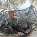 Otter drowns in illegal crayfish trap in Selby  Read