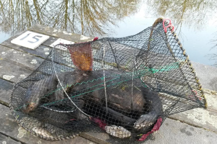 Otter drowns in illegal crayfish trap in Selby Read