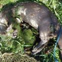 Otters drowned in illegal Broads nets