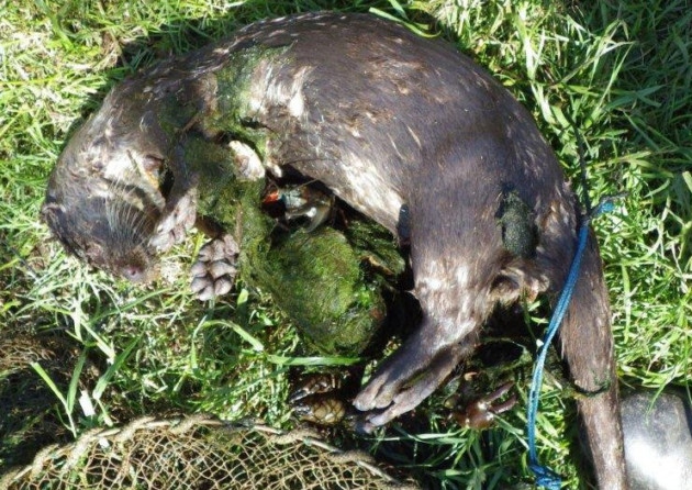 Otters drowned in illegal Broads nets | Wildlife Guardian