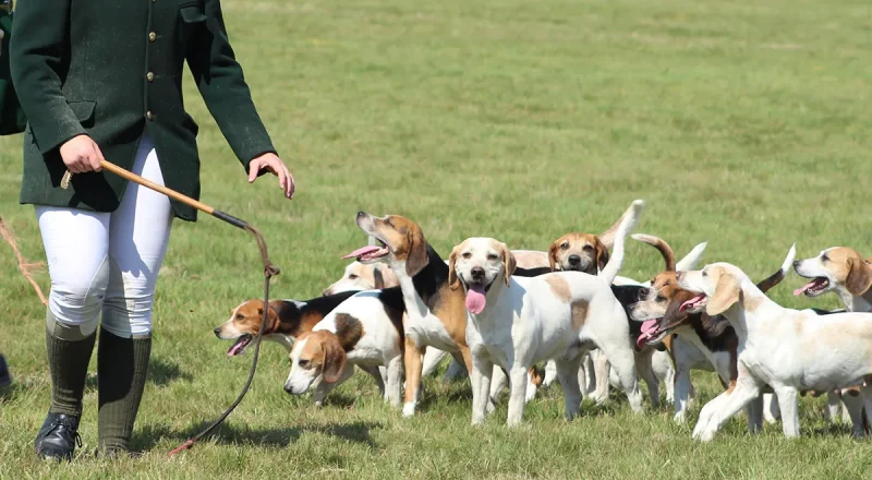 Hare Hunting - Park Beagles