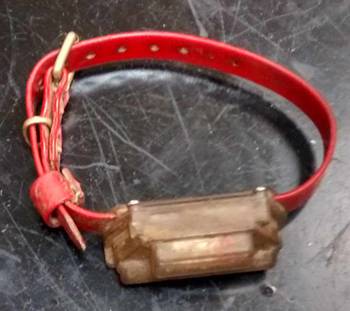 Elf was found wearing this transmitter collar