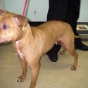 Convicted dog fighter jailed