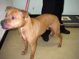 Otis the dog seized in the Braddon dog fighting investigation © RSPCA