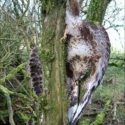 Gamekeeper sentenced for poisoning buzzards