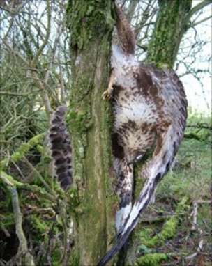 One of the four buzzards poisoned by Whitefield