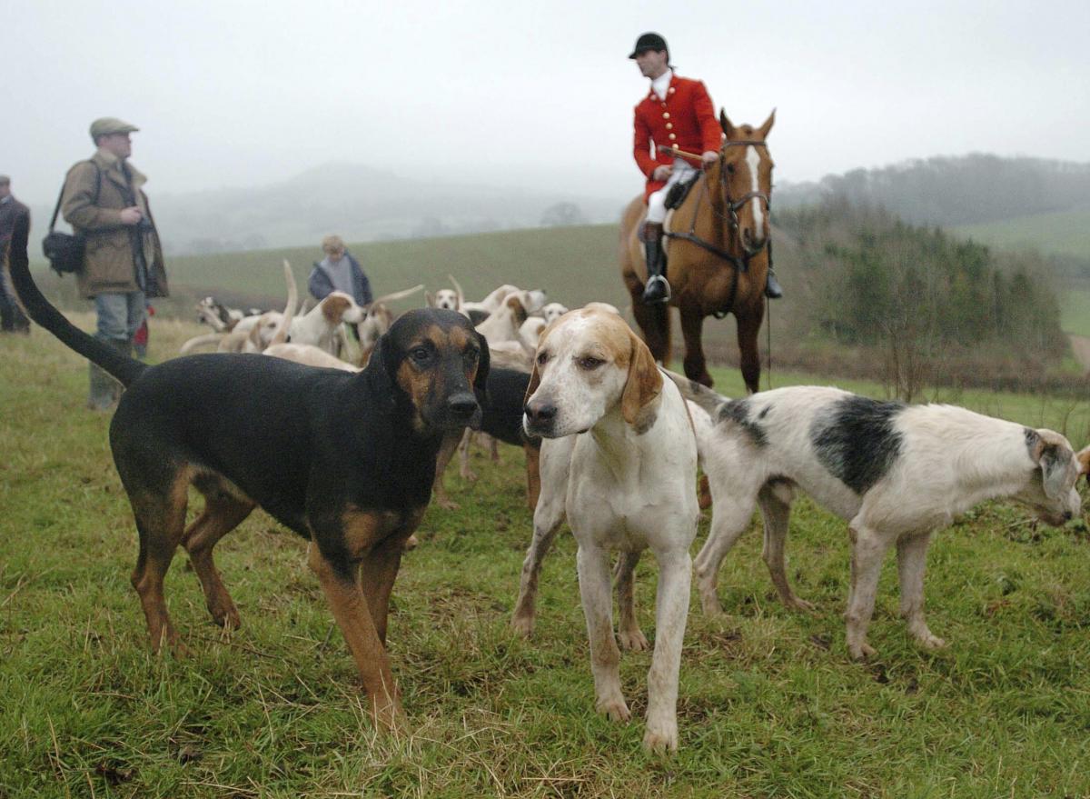 Portman Hunt hounds