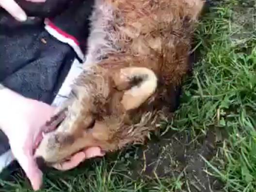 Dorset Police investigate Portman Hunt ‘illegal fox killing’