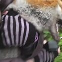 POWA monitor rescues fox from hounds