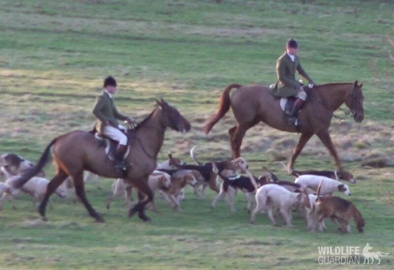 Quorn Hunt with the South Shropshire Hunt
