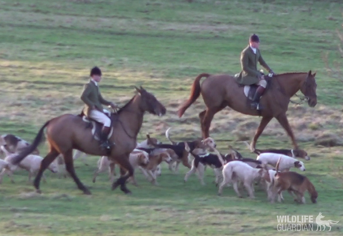 Quorn Hunt and South Shropshire Hunt kill