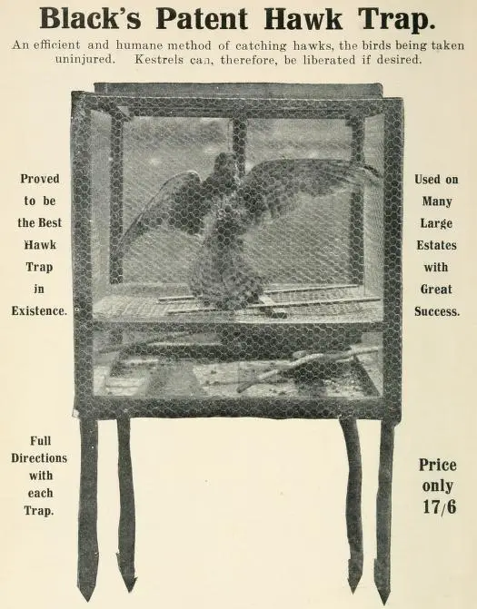 Black's Patent Hawk Trap for raptor (birds of prey)