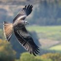 Red kite shot dead in North Yorkshire