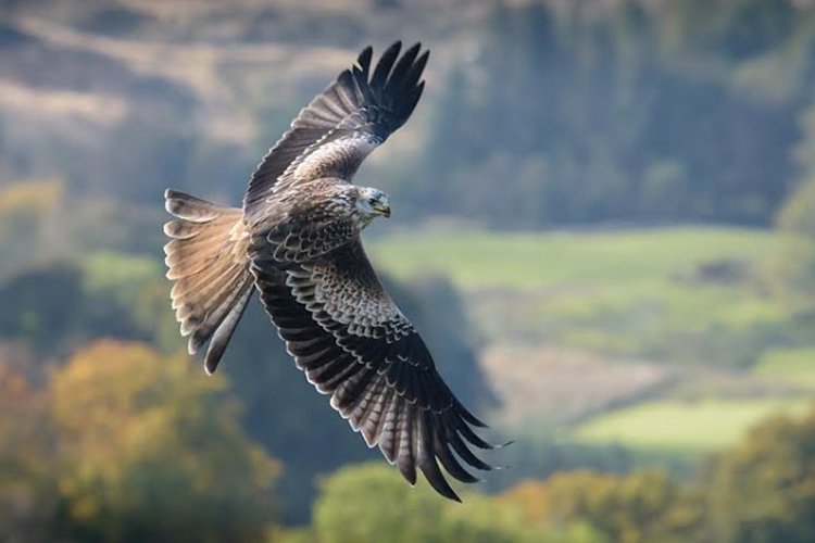 Red Kites targetted by shooters