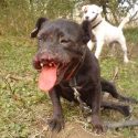 Sickening badger baiter jailed