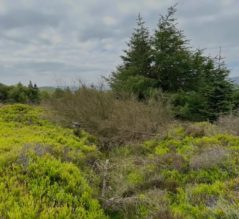 Ruabon moor chopped down trees