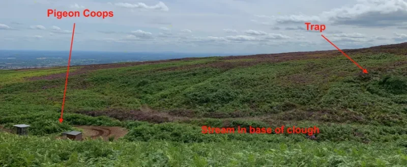 Ruabon pigeon coops and raptor trap